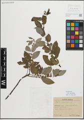 Foto von Salix myrsinifolia Salisb.